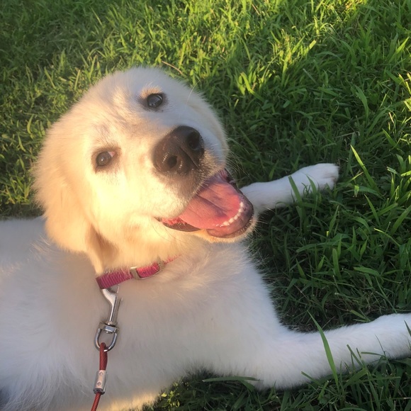 Meet your Posher, Alton - Picture 1 of 1